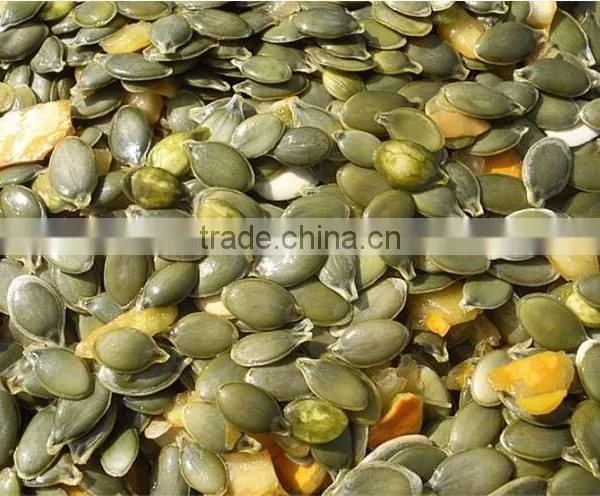 China Organic Pumpkin Kernels Grow Without Shell for Oil Use photo-4
