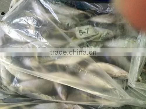 Horse Mackerel Manufacture From China With Size 100 - 200 g /pcs photo-2