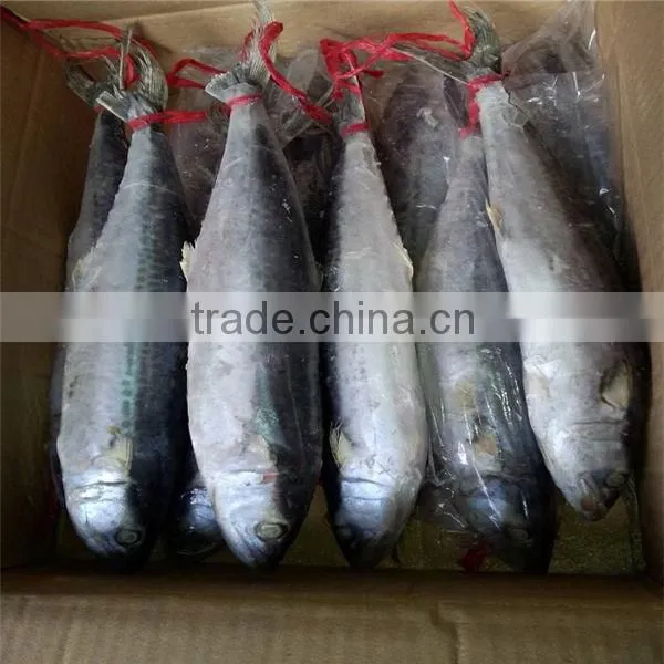 Frozen Spanish Mackerel for Sale or Scomberomorus Niphonius photo-2