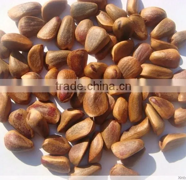 Chinese Pinenut in Shell, Red Pine Nut photo-2