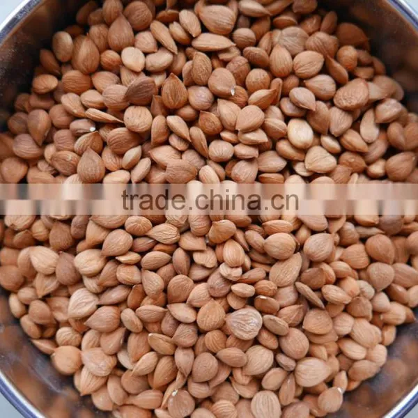Hebei Origin Apricot Kernels for Sale photo-3