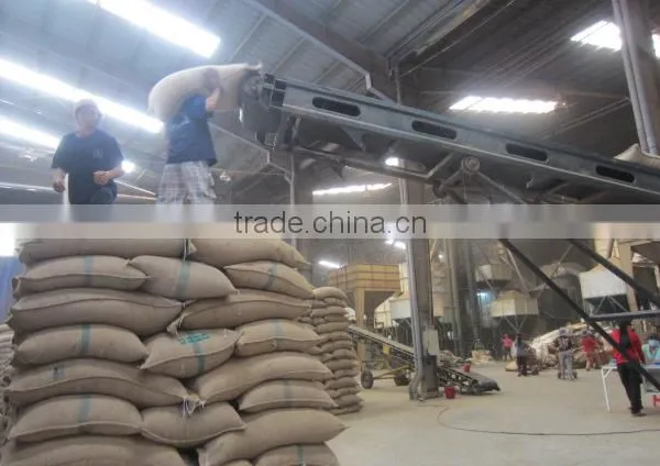 Wet Polished Robusta Green Coffee Beans S16 photo-3