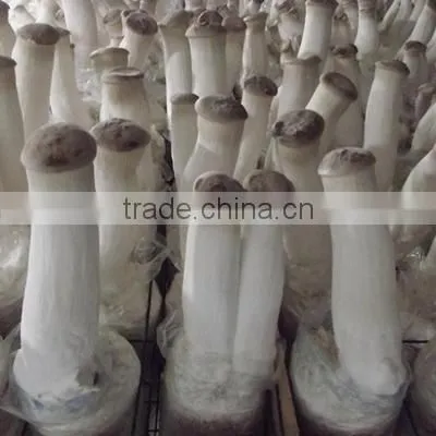 Whole Part and Cultivation Processing Type Oyster Mushroom Grow Bag photo-2