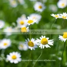 Chamomile Oil photo-2