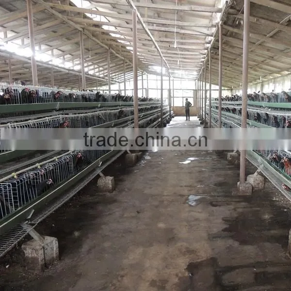 Zimbabwe Poultry Cage Dip Hot Chicken photo-4