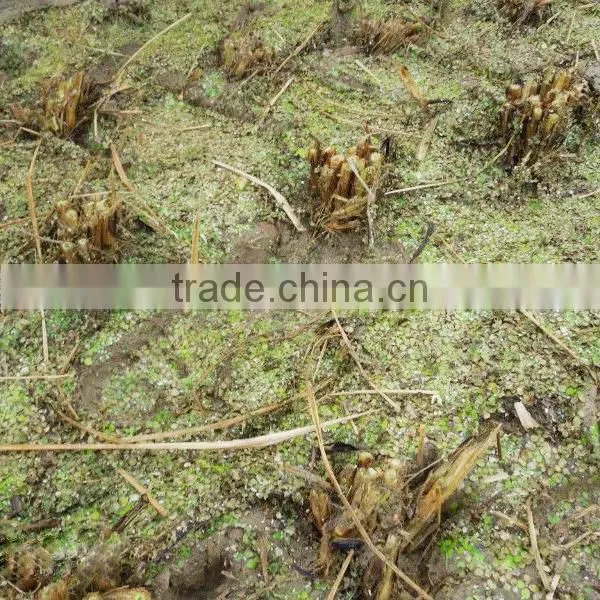 Mingyue New Product 4GL100 Bean Harvesting Machine Head photo-5