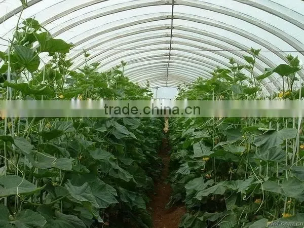 Poly Tunnel Vegatable Greenhouse Covered by Polythene Film photo-6