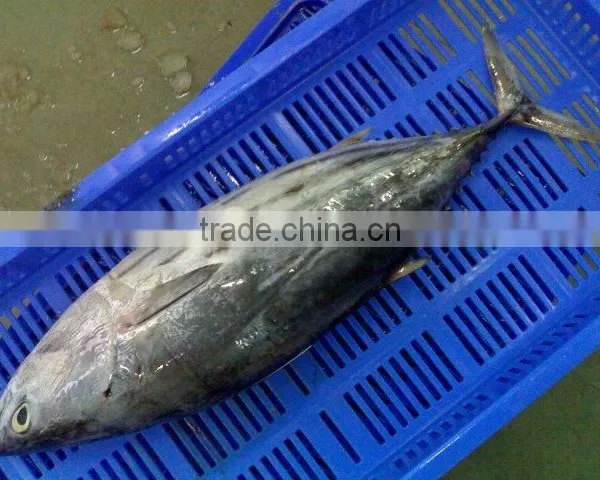 Frozen Skipjack Tuna Whole Round Frozen Tuna Fish Price photo-4