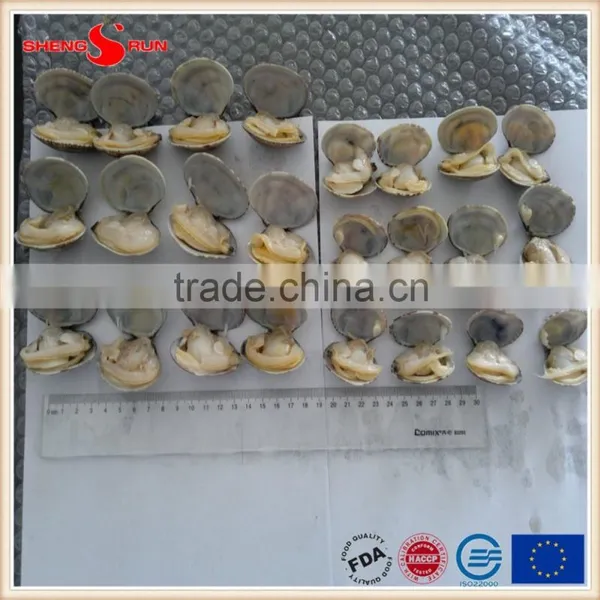 Vacuum -packed Short Necked Clam photo-3