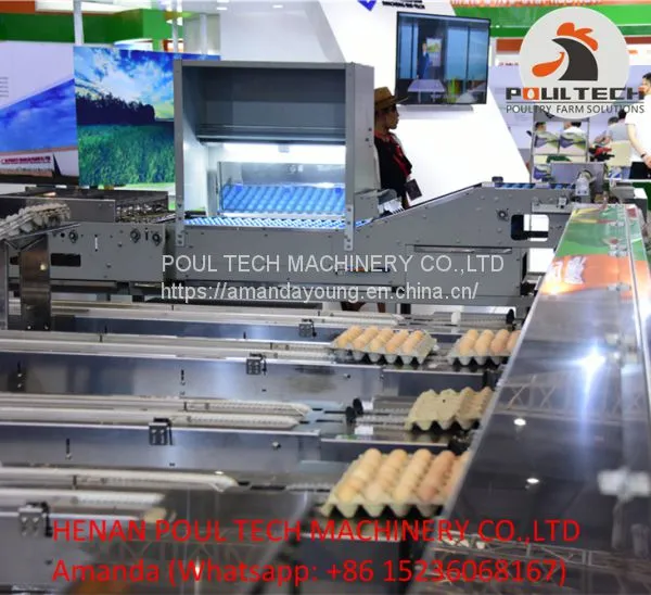 Automatic Egg Grading Equipment & Automatic Egg Packing Equipment photo-4