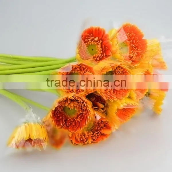 Newest Golden Sun Cute Gerbera Flower photo-4