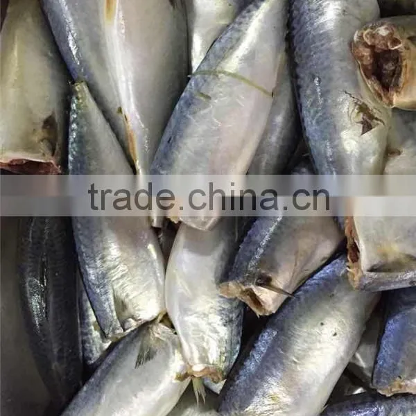 Frozen Pacific Mackerel HGT photo-2