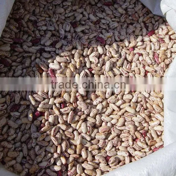 SUGAR BEAN LONG SHAPE TYPE LIGHT SPECKLED KIDNEY BEAN KIDNEY BEAN DRIED LIGHT SPECKLED KIDNEY BEANS