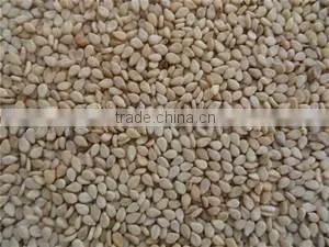 Natural Sesame Seed photo-2
