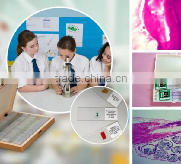 Students Training Chick Embryo Prepared Slides