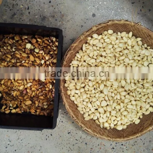 Chain Manufactured CE Certificated High Quality Belt Type Garlic Sorting Machine photo-5