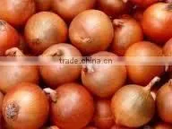 Egyptian Onion From FOR WELL photo-2