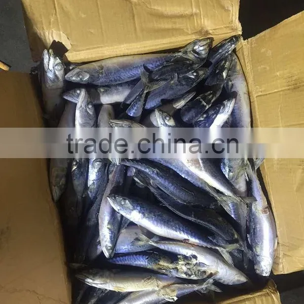 2016 Top Grade Frozen Pacific Mackerel 200g-300g photo-2