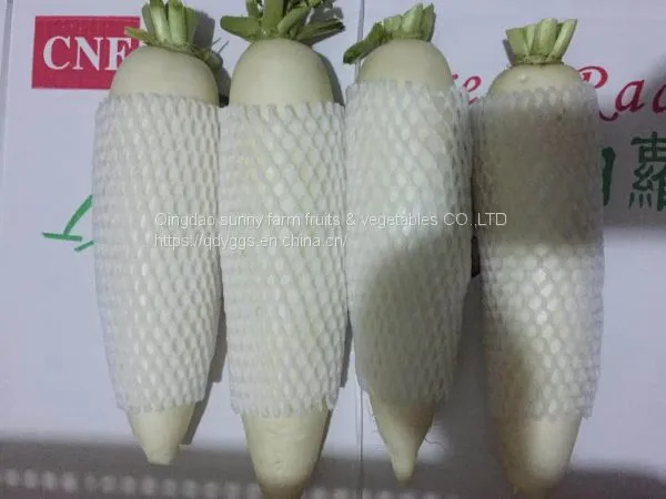 White Radish