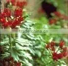 Rhodiola P.E.