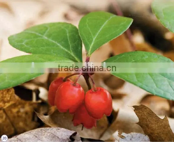 100% Pure Manufacturer Wholesale Winter Green Oil With the Reasonable Price photo-3