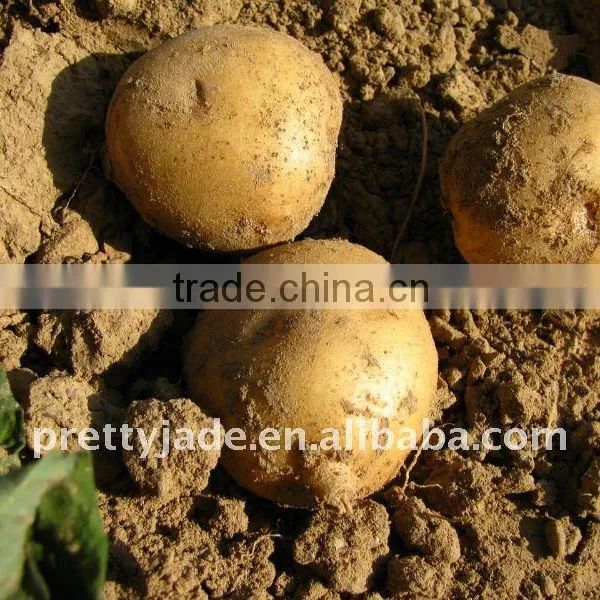 Selling Fresh Potato Manufacturers