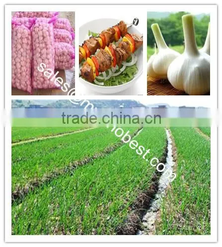 2016 Fresh Garlic,normal White Garlic, Pure White Garlic photo-2