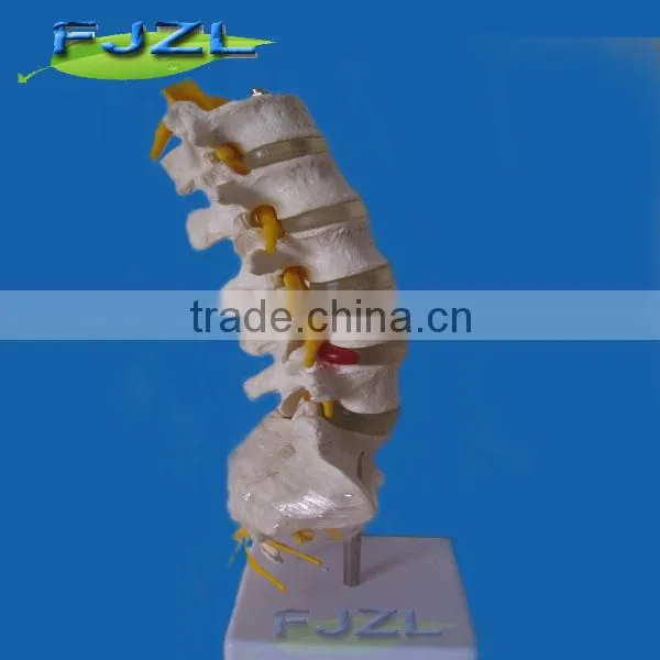 Medical Sicence Lumbar Spinal Column With Sacral and Coccyx Bone photo-3