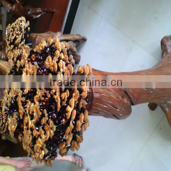 Natural LingZhi from own Farm;For show; for eat; for tea;Ganoderma lucidum;China Traditional medical;