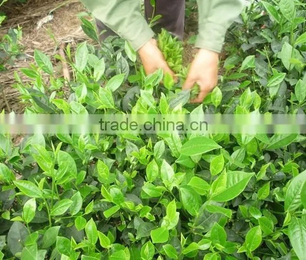 Vietnam Traditional GREEN TEA photo-4