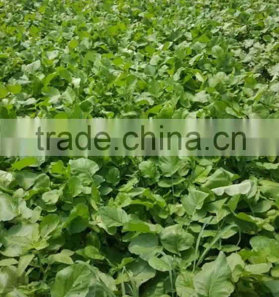Green Radish photo-4