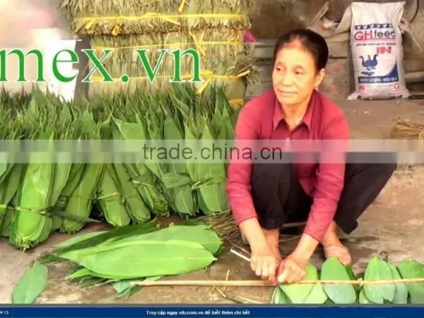 Fresh Big Size Bamboo Leaf photo-2