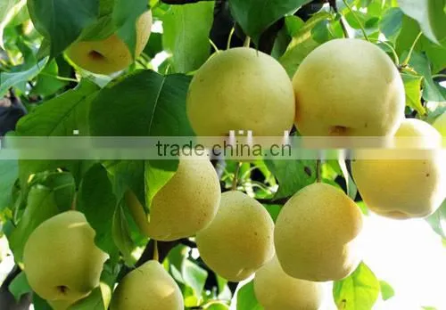 Golden Pear photo-5