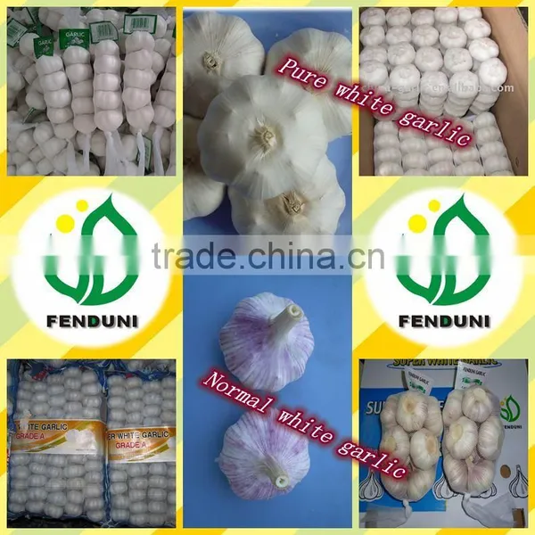 Fresh Vegetable (garlic, Ginger, Onion, Potato, Carrot) for International Market