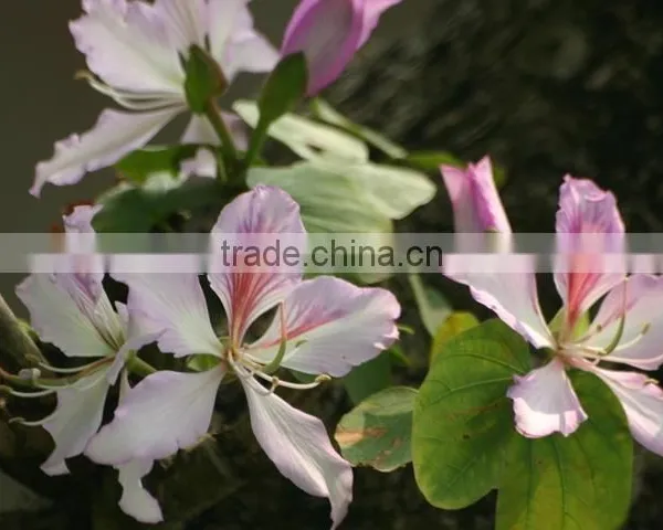 Bauhinia Variegata photo-6