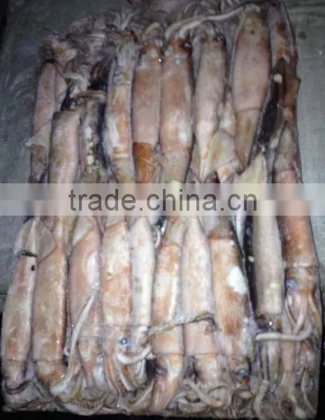 Frozen Whole Round Squid Todarodes Pacificus photo-4