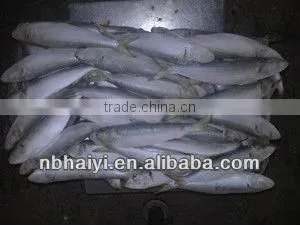Sardinella Longcep /sardinella Aurita