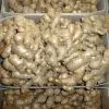 Sell Fresh Ginger