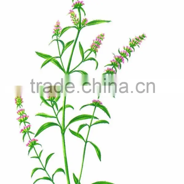 Nepeta Oil photo-5