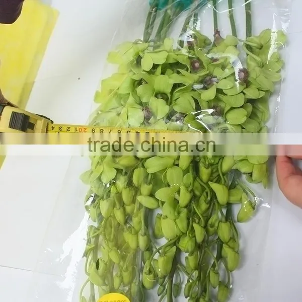 Super Quality Hot Sale Mini Wholesale Violet Orchid Cattleya photo-5