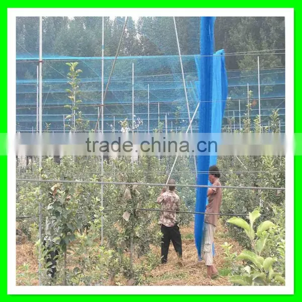 Henan Suntex Supply Virgin HDPE Extruded Anti Bird Net/ Knitted Anti Bird Net for Fruit Protection photo-3