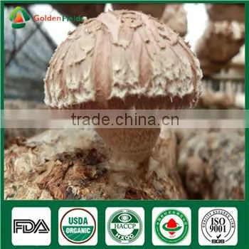 Edibal Mushroom Cultivation China Supplier Organic Fresh and Dried Shiitake Mushroom photo-2