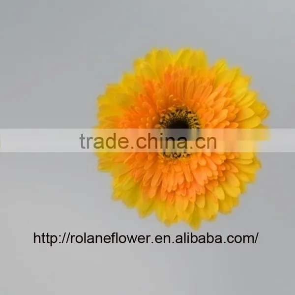 Cheap And Good High Quality Gerbera Flowers Yellow Color For Mother's Day - Champagne photo-4