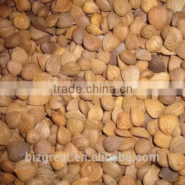 Supply With Chinese New Crop Bitter Apricot Kernels With Good Quality for Sales photo-5