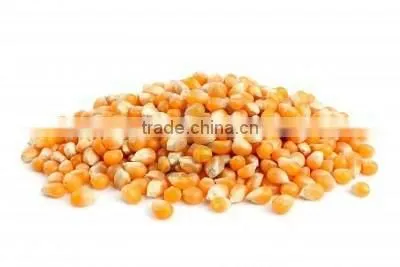 Yellow Corn
