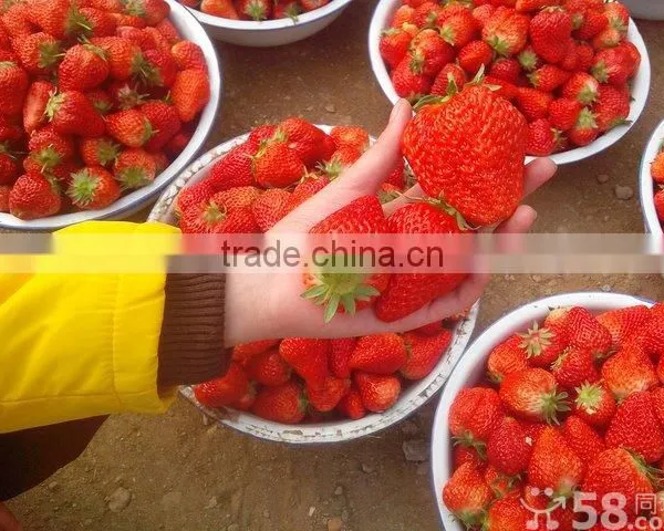 BIG SIZE FRESH STRAWBERRY photo-6