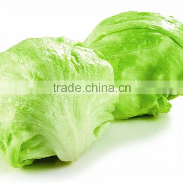 Green Lettuce for Cooking photo-2