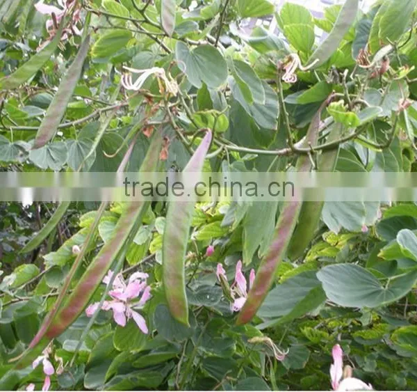 Bauhinia Variegata photo-4