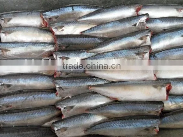 Land Frozen Pacific Mackerel Headless photo-5