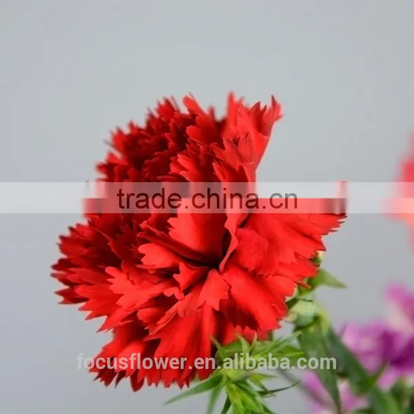 Good Petals Red Carnation Flower to Workmates photo-6